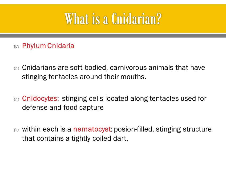 What is a Cnidarian Phylum Cnidaria