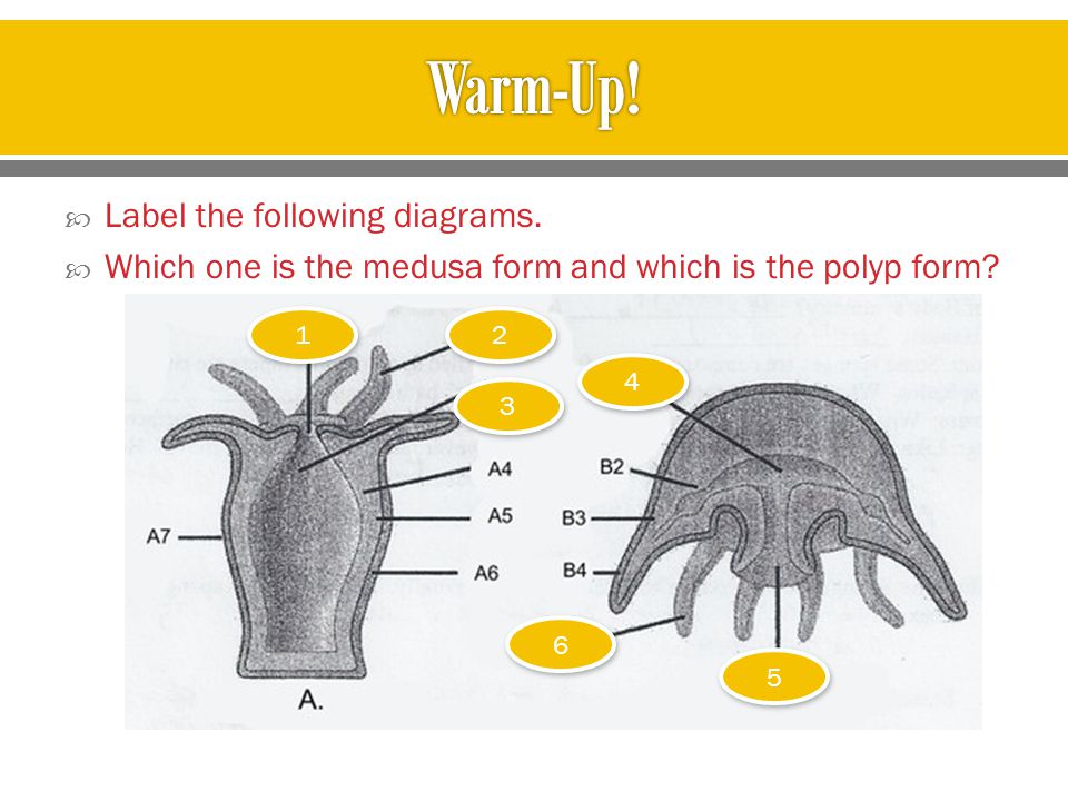 Warm-Up! Label the following diagrams.