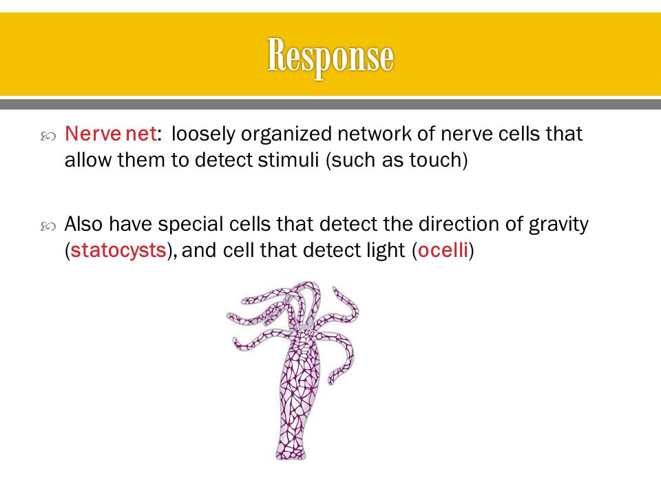 Response Nerve net: loosely organized network of nerve cells that allow them to detect stimuli (such as touch)
