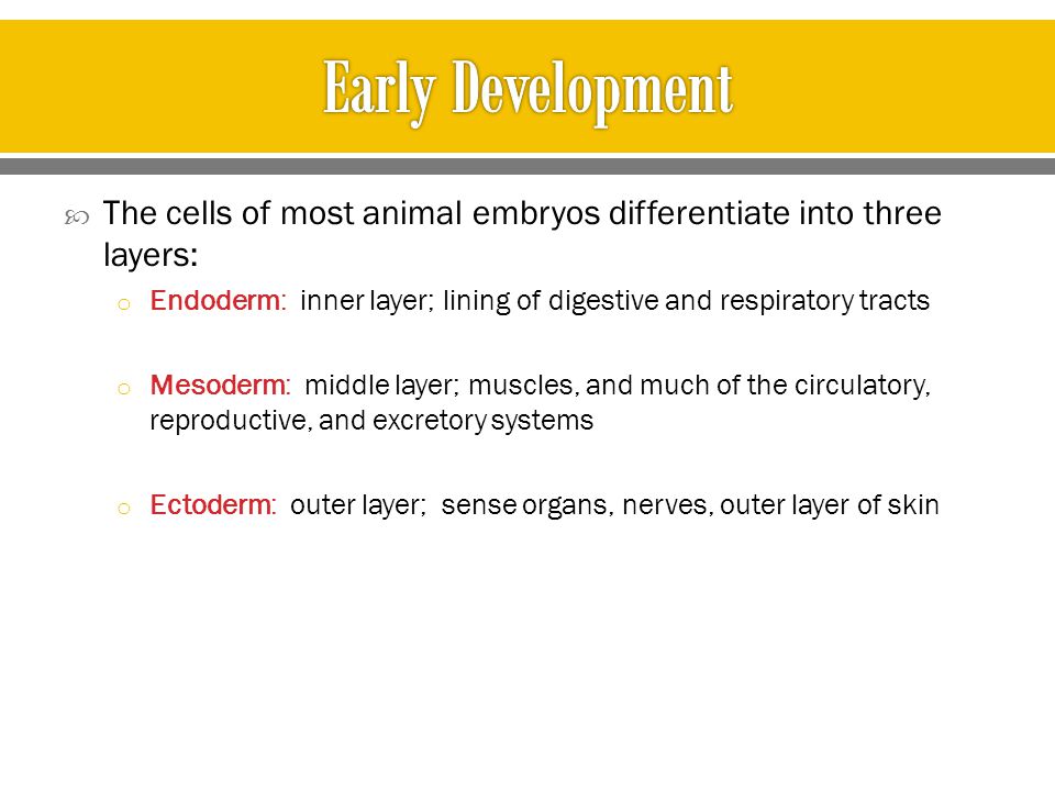 Early Development The cells of most animal embryos differentiate into three layers: