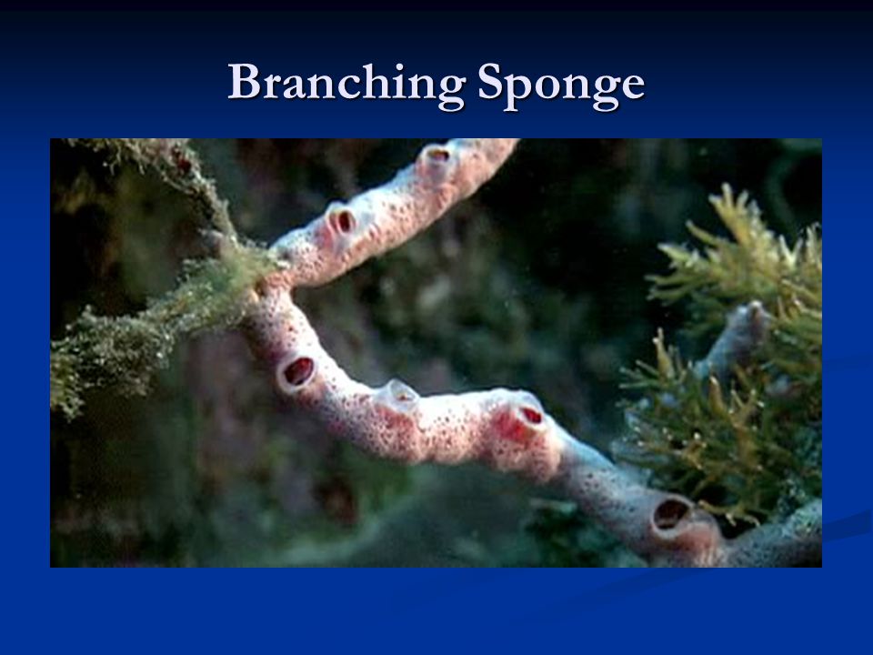 Branching Sponge