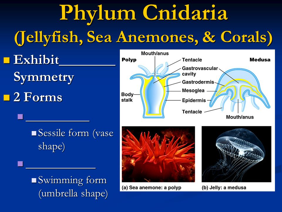 Phylum Cnidaria (Jellyfish, Sea Anemones, & Corals)