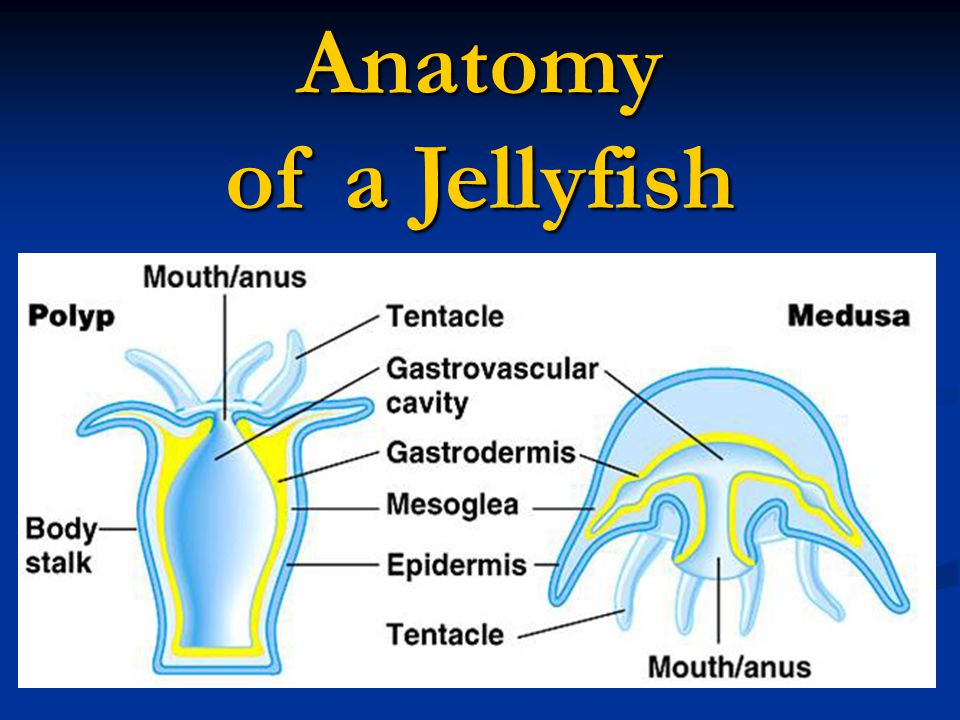 Anatomy of a Jellyfish