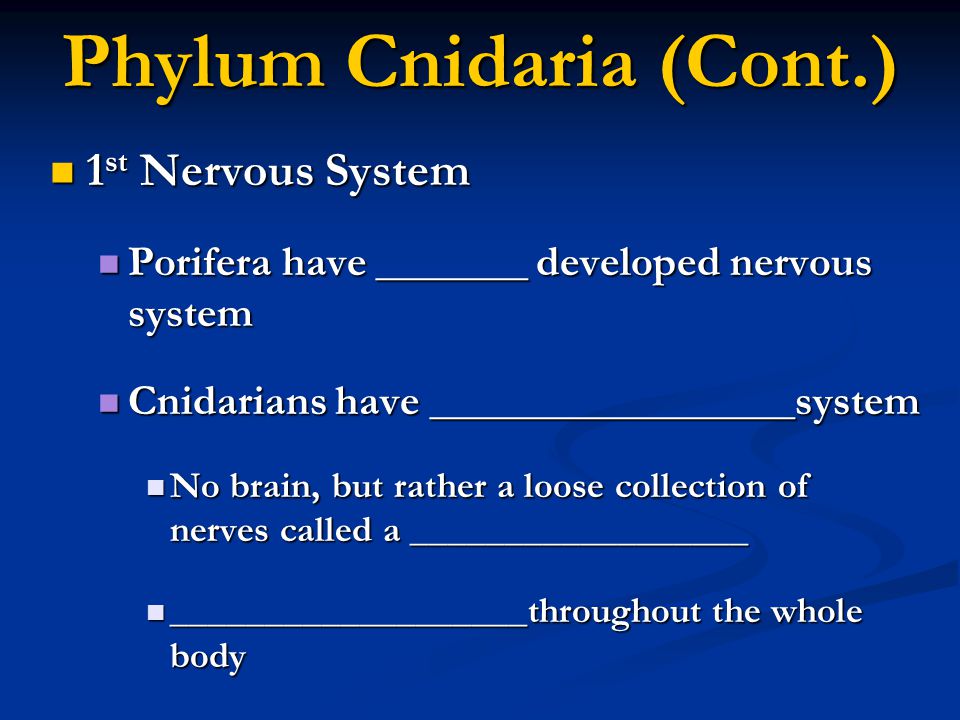 Phylum Cnidaria (Cont.)