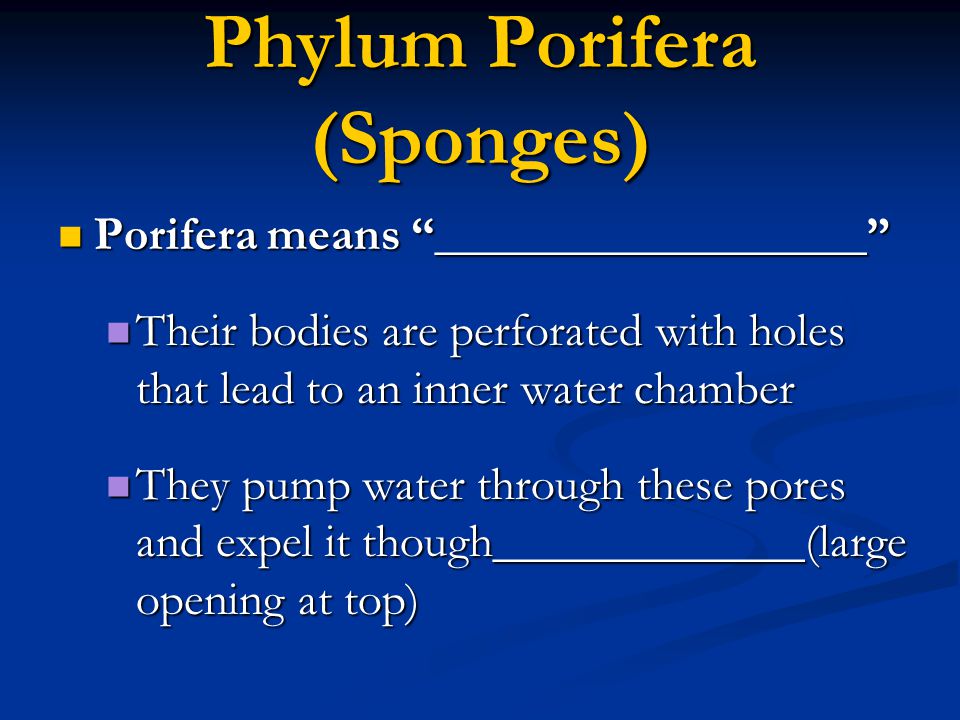 Phylum Porifera (Sponges)