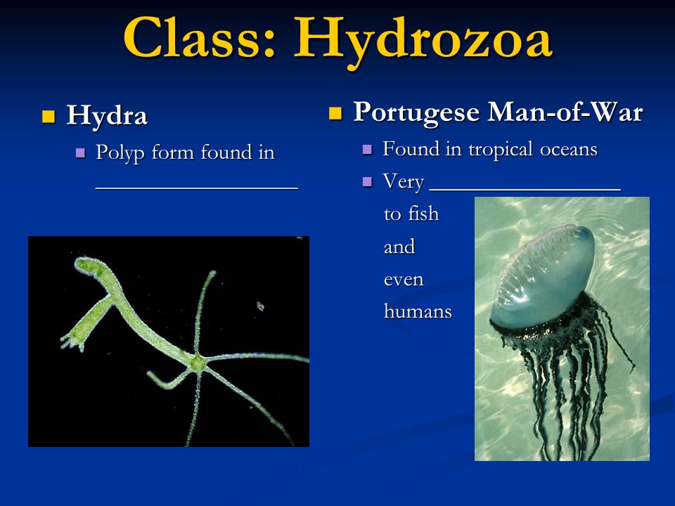 Class: Hydrozoa Portugese Man-of-War Hydra Found in tropical oceans