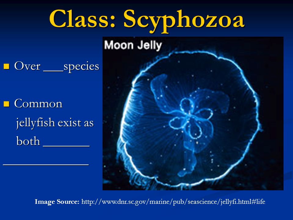 Class: Scyphozoa Over ___species Common jellyfish exist as