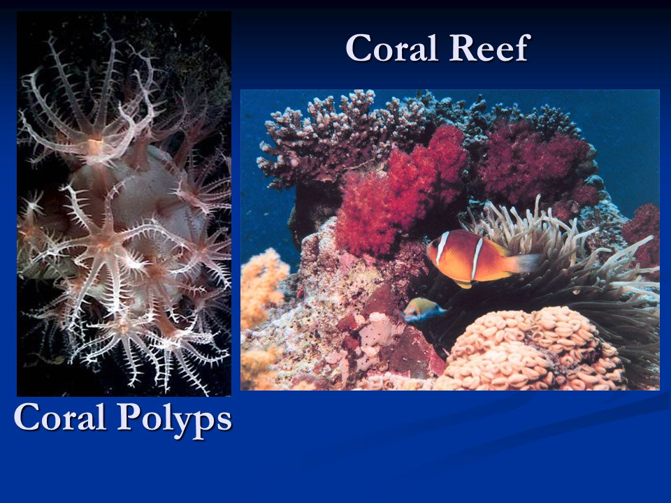 Coral Reef Coral Polyps