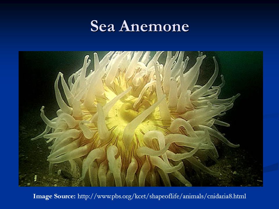 Sea Anemone Image Source:
