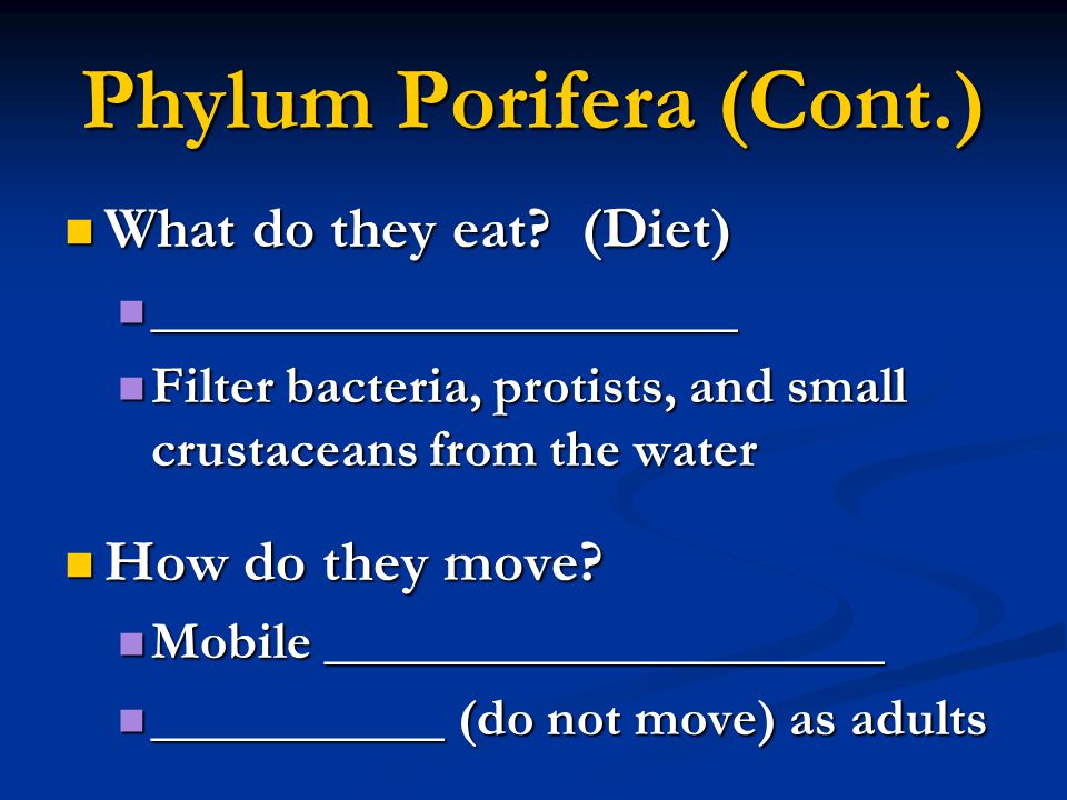 Phylum Porifera (Cont.)