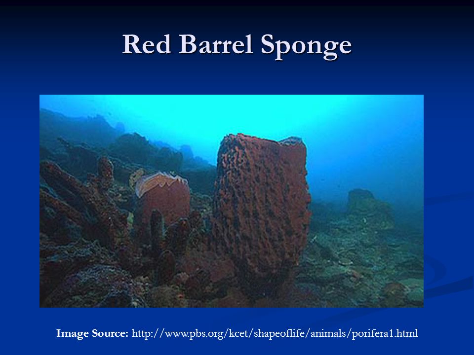Red Barrel Sponge Image Source: