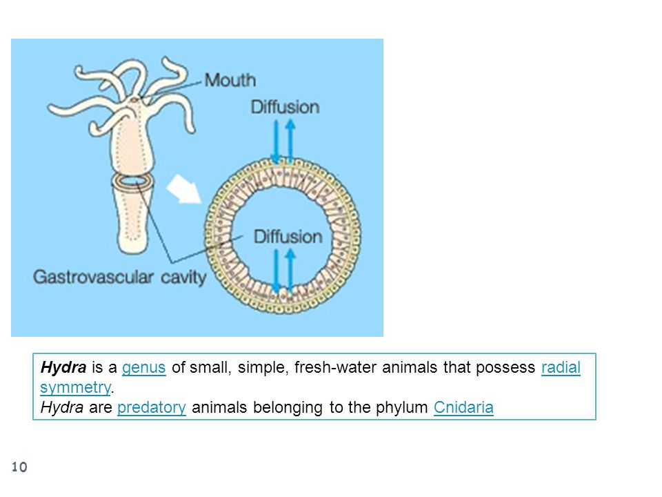 Hydra is a genus of small, simple, fresh-water animals that possess radial symmetry.