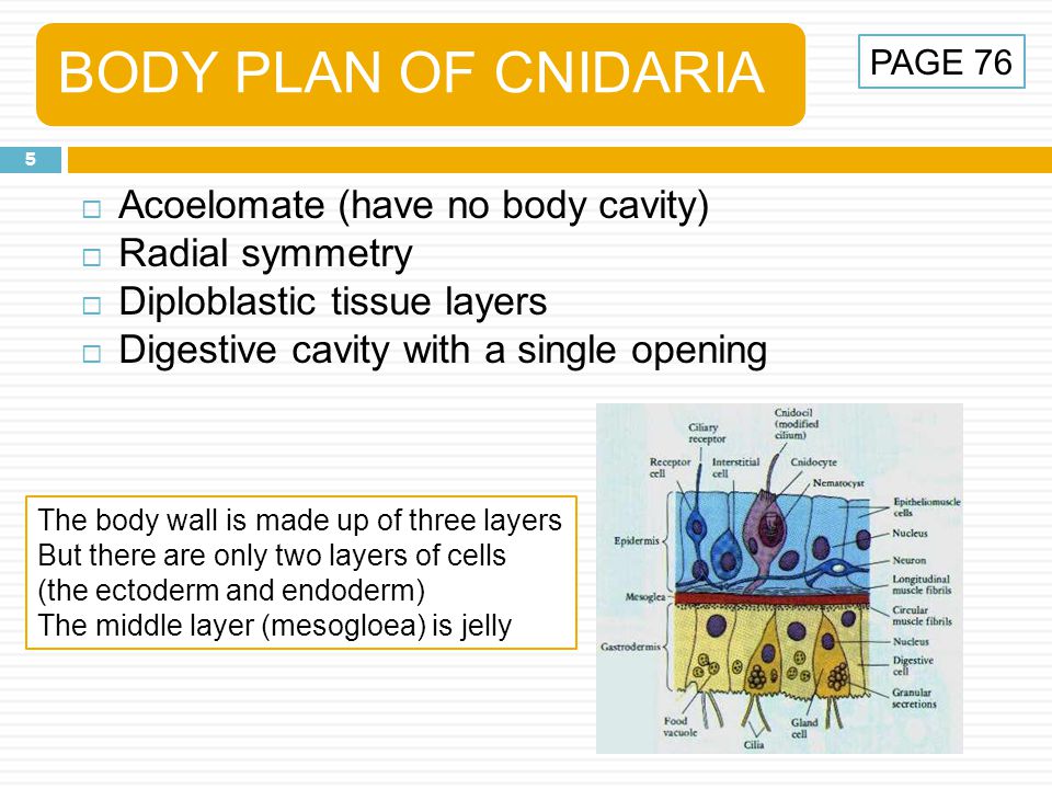 BODY PLAN OF CNIDARIA Acoelomate (have no body cavity) Radial symmetry