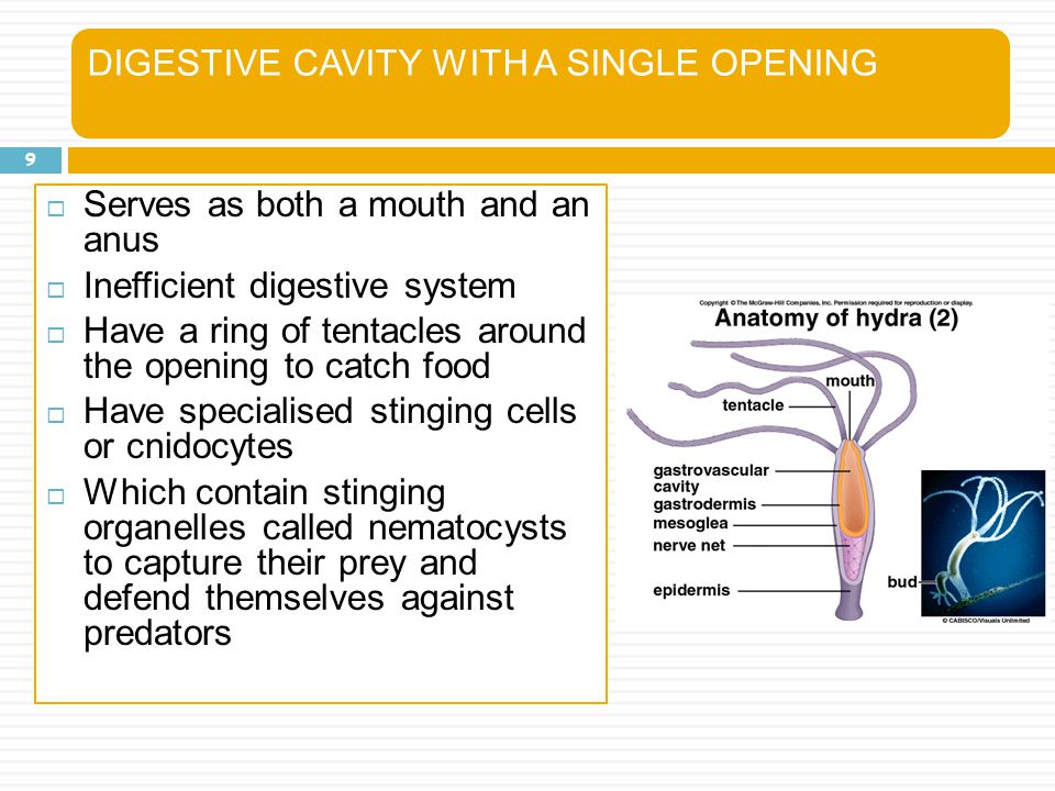 DIGESTIVE CAVITY WITH A SINGLE OPENING
