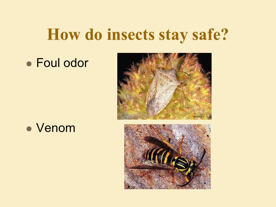How do insects stay safe