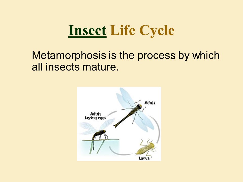Insect Life Cycle Metamorphosis is the process by which all insects mature.