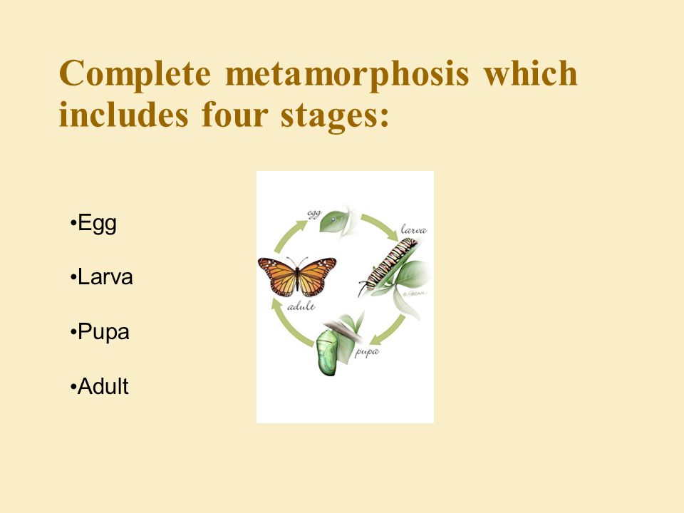 Complete metamorphosis which includes four stages: