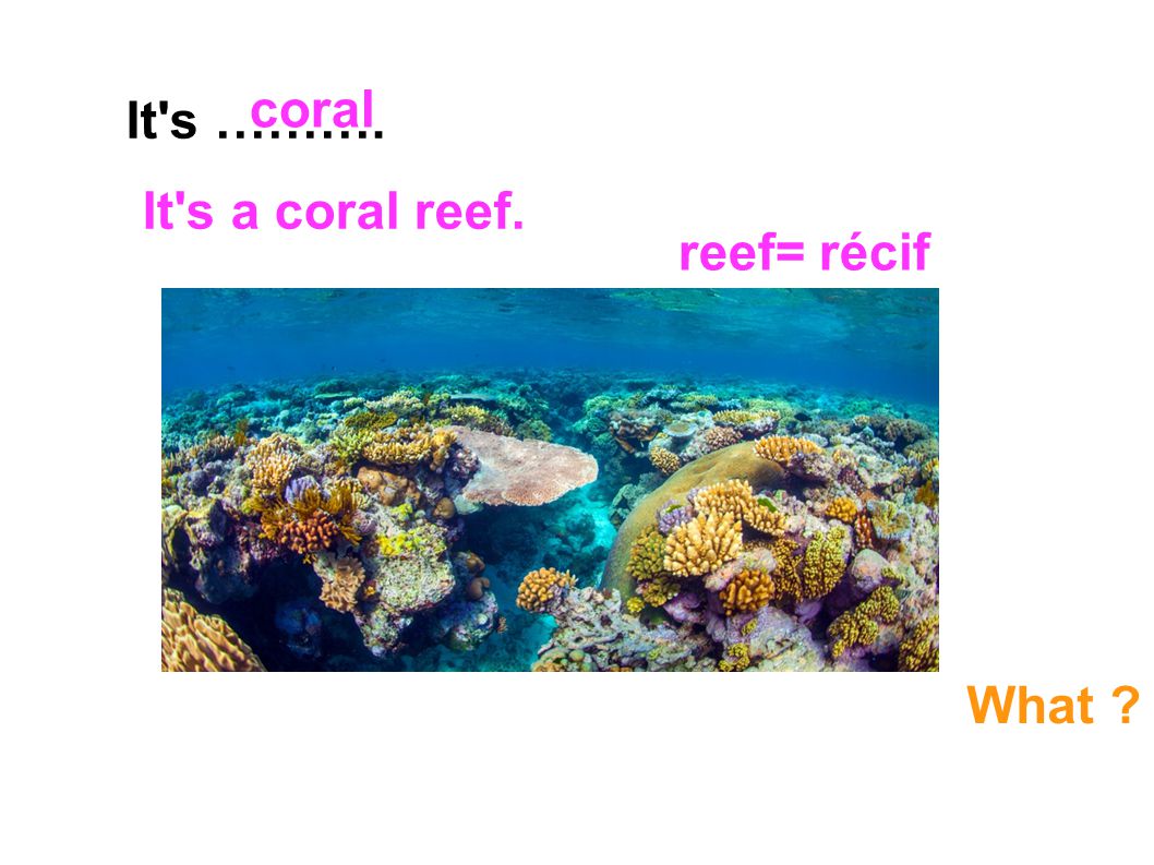 coral It s ………. It s a coral reef. reef= récif What