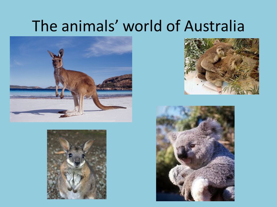 The animals’ world of Australia