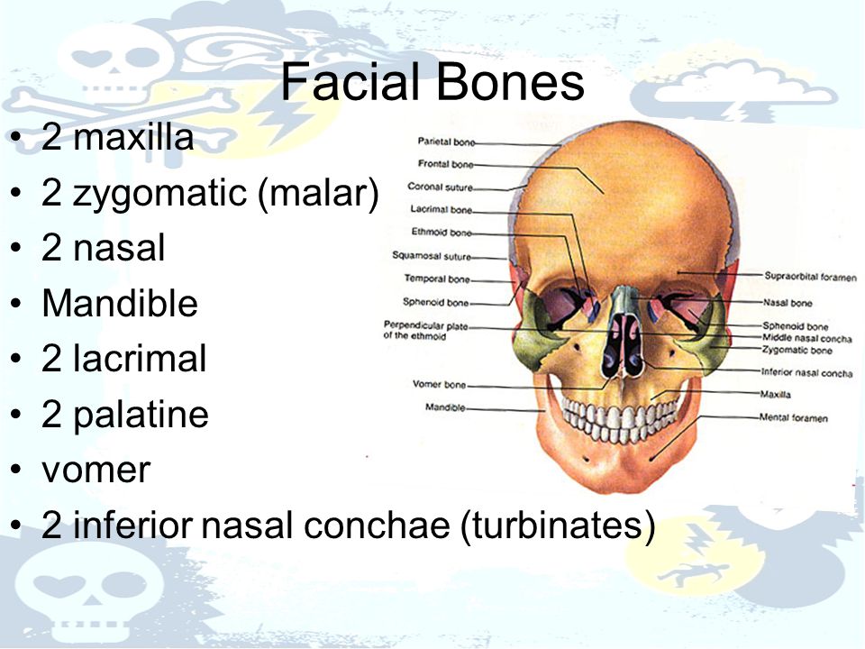 Anatomy of the facial bones