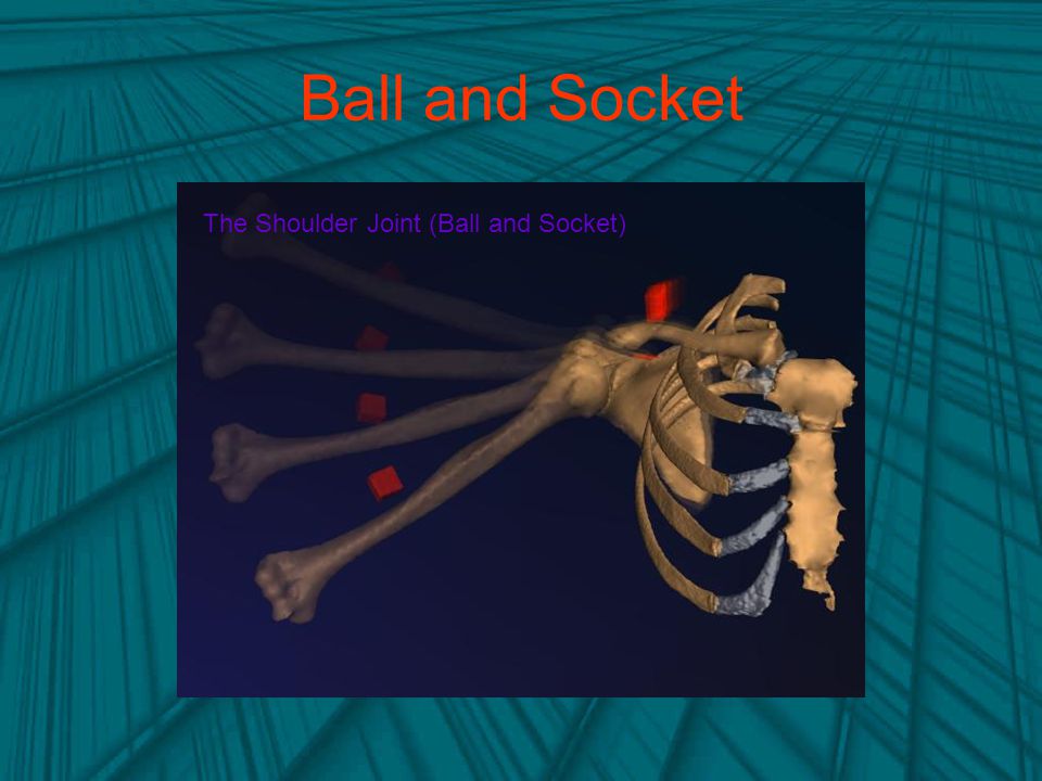 Ball and Socket The Shoulder Joint (Ball and Socket)