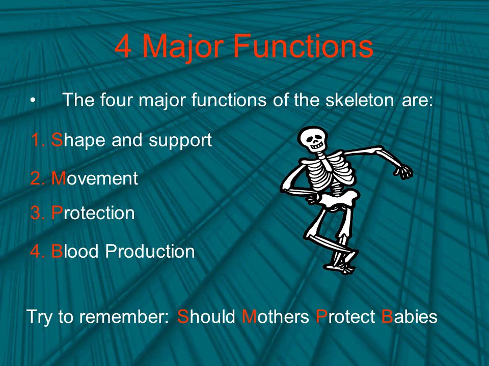 4 Major Functions The four major functions of the skeleton are: