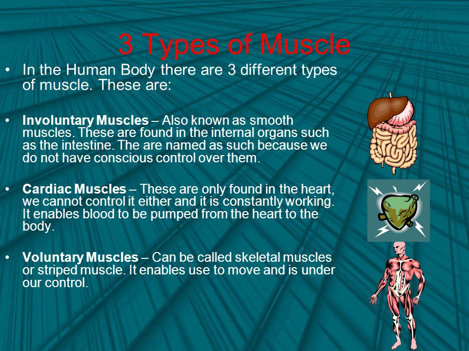 3 Types of Muscle In the Human Body there are 3 different types of muscle. These are: