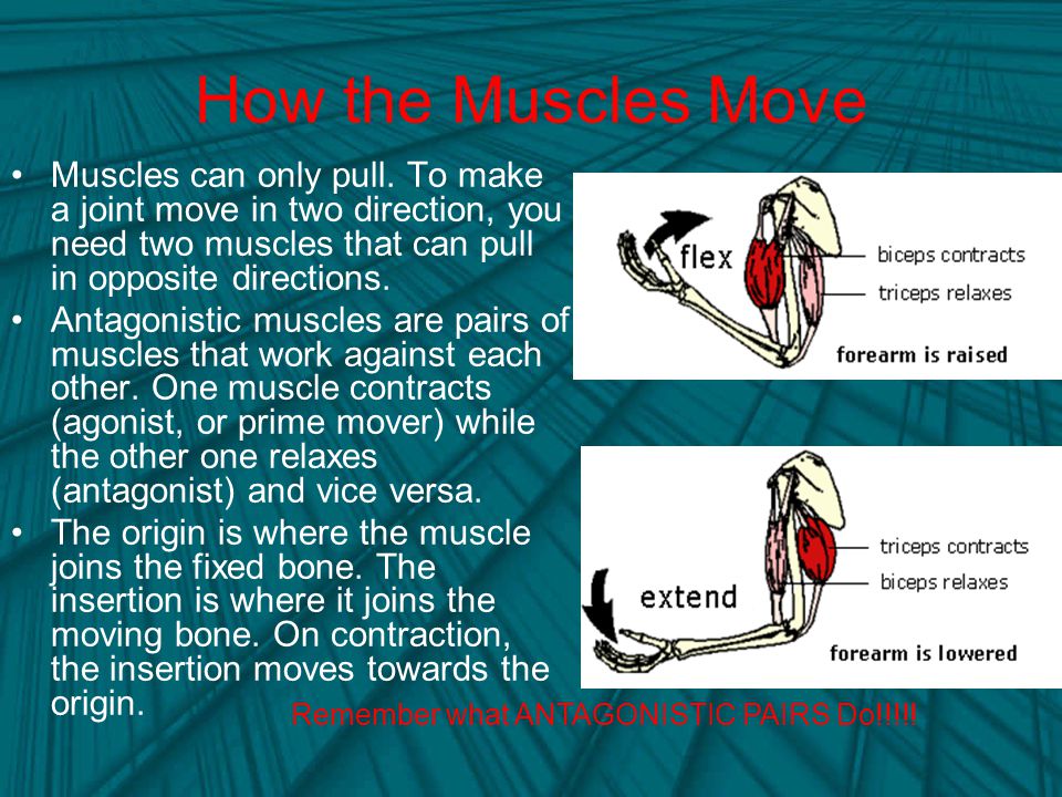 How the Muscles Move Muscles can only pull. To make a joint move in two direction, you need two muscles that can pull in opposite directions.