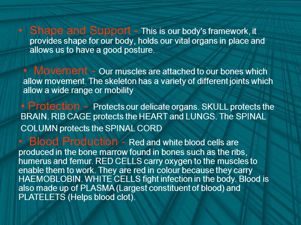 Shape and Support - This is our body s framework, it provides shape for our body, holds our vital organs in place and allows us to have a good posture.