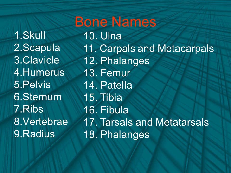 Bone Names 10. Ulna Skull Scapula 11. Carpals and Metacarpals Clavicle