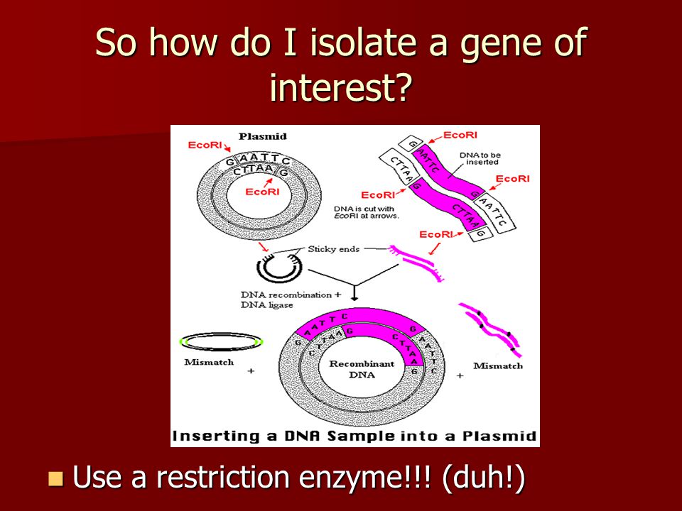 So how do I isolate a gene of interest