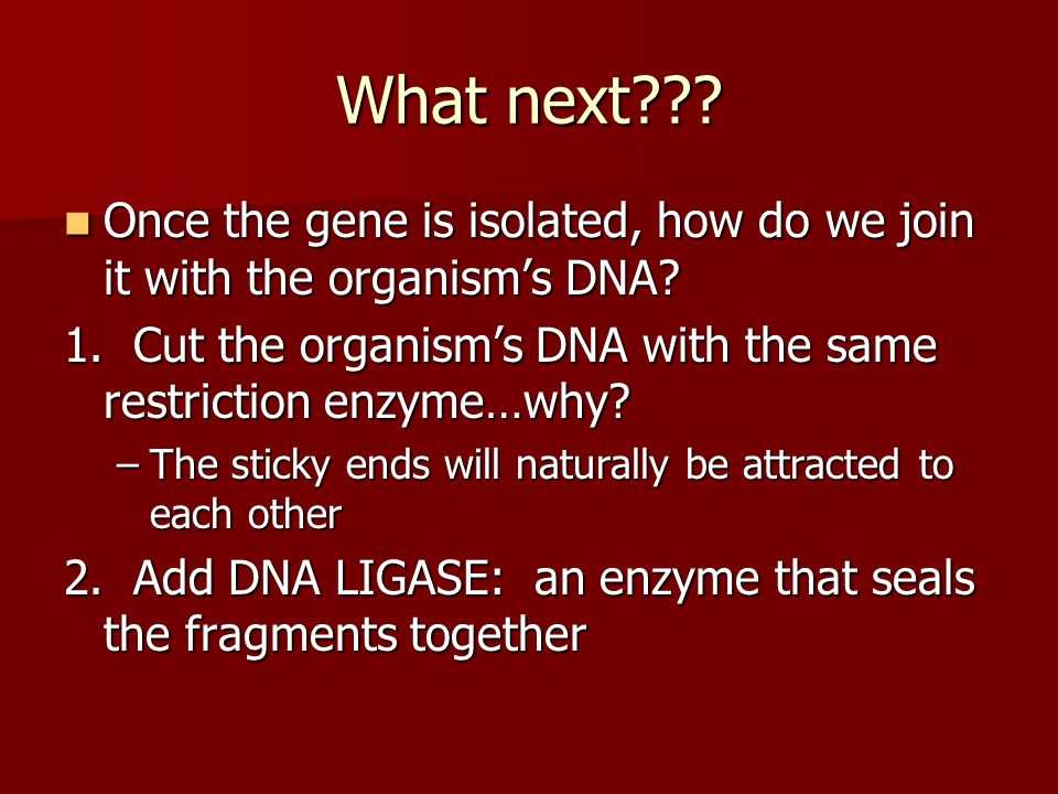 What next Once the gene is isolated, how do we join it with the organism’s DNA 1. Cut the organism’s DNA with the same restriction enzyme…why
