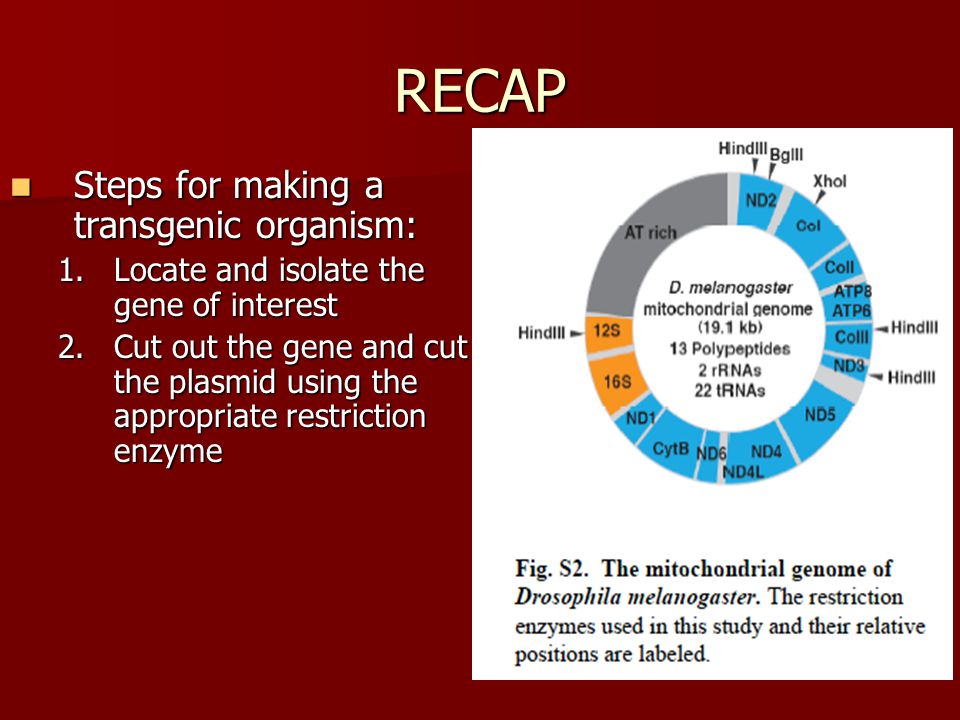 RECAP Steps for making a transgenic organism: