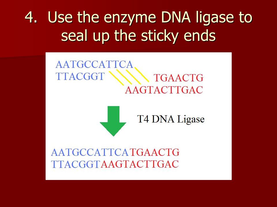 4. Use the enzyme DNA ligase to seal up the sticky ends