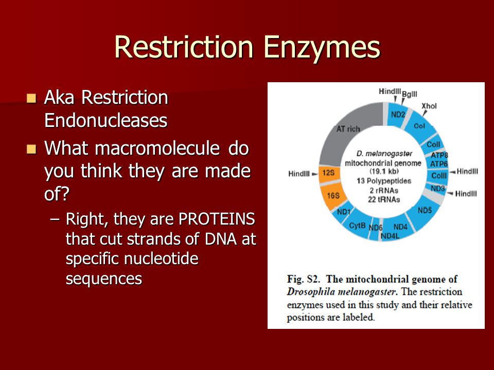 Restriction Enzymes Aka Restriction Endonucleases