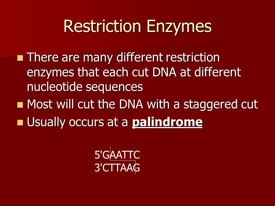 Restriction Enzymes There are many different restriction enzymes that each cut DNA at different nucleotide sequences.