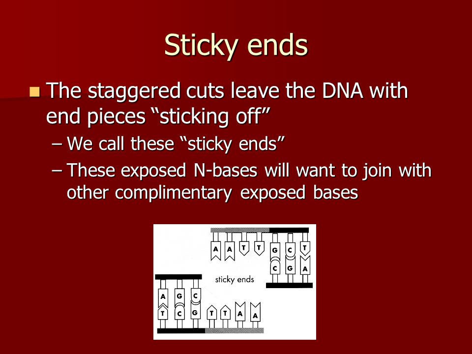 Sticky ends The staggered cuts leave the DNA with end pieces sticking off We call these sticky ends