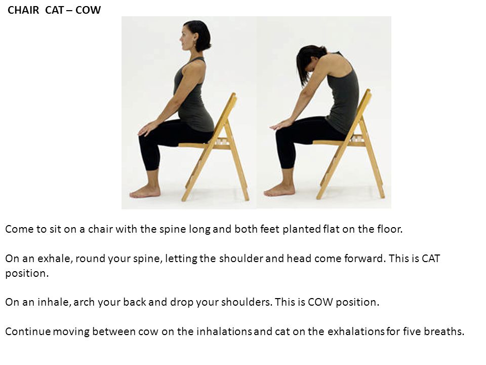 CHAIR CAT – COW Come to sit on a chair with the spine long and both feet planted flat on the floor.