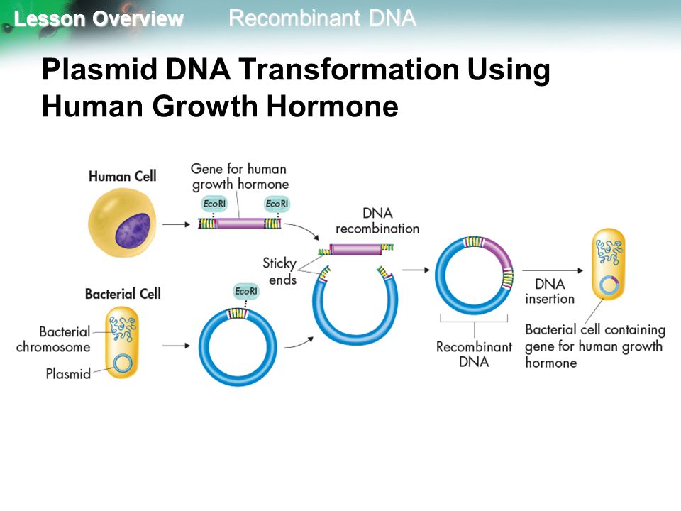 Plasmid DNA Transformation Using Human Growth Hormone