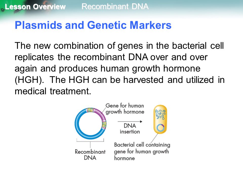 Plasmids and Genetic Markers