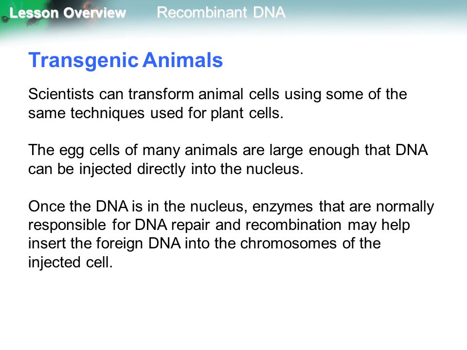 Transgenic Animals Scientists can transform animal cells using some of the same techniques used for plant cells.