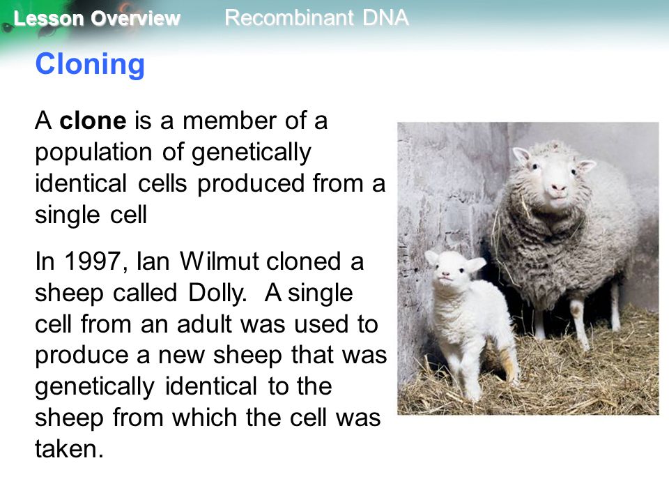 Cloning A clone is a member of a population of genetically identical cells produced from a single cell.