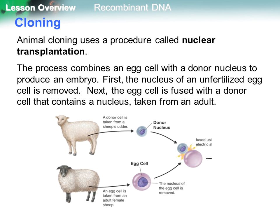 Cloning Animal cloning uses a procedure called nuclear transplantation.