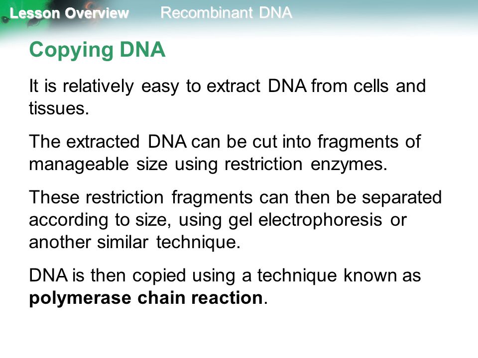 Copying DNA It is relatively easy to extract DNA from cells and tissues.