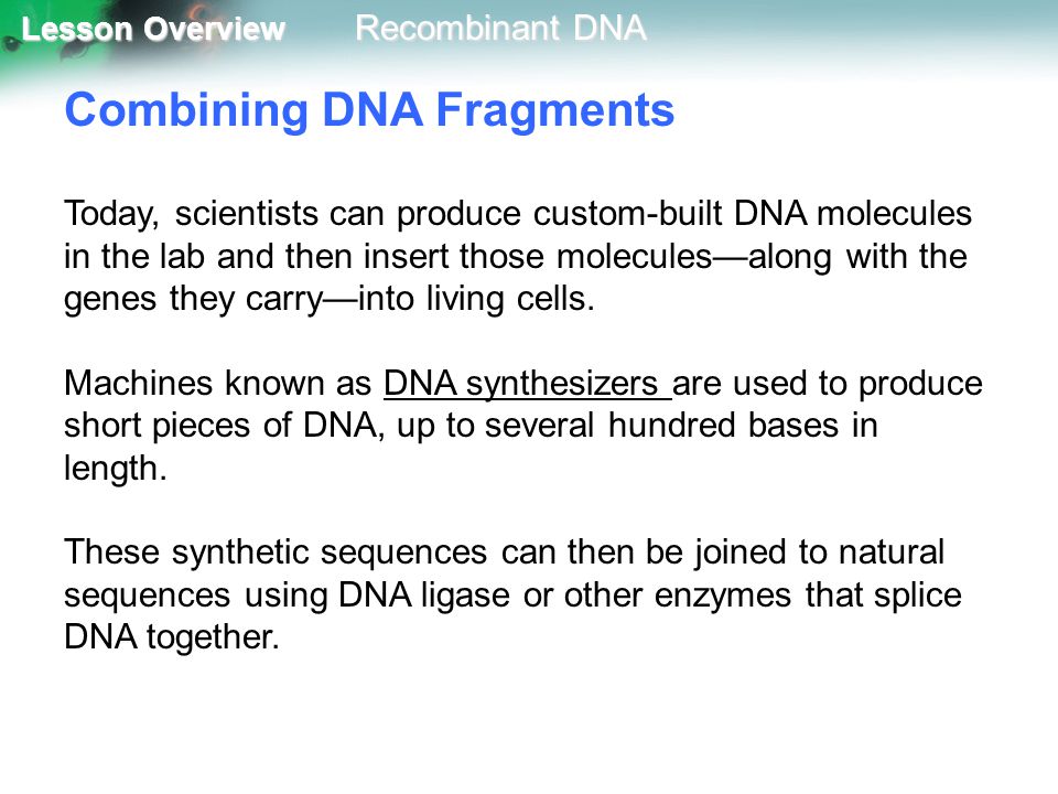 Combining DNA Fragments