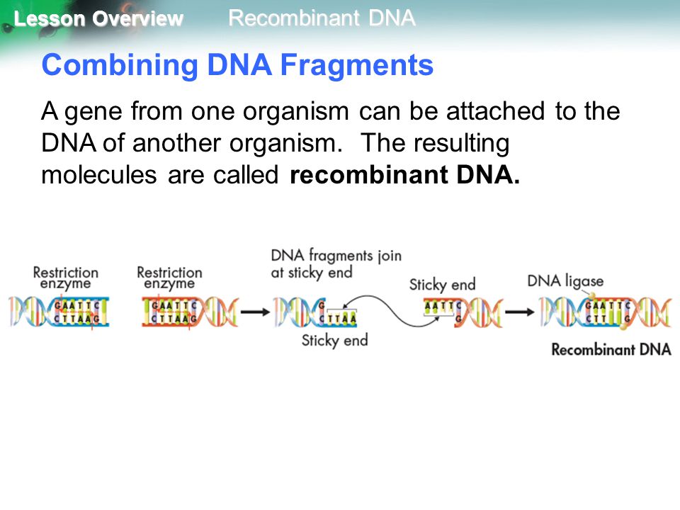 Combining DNA Fragments