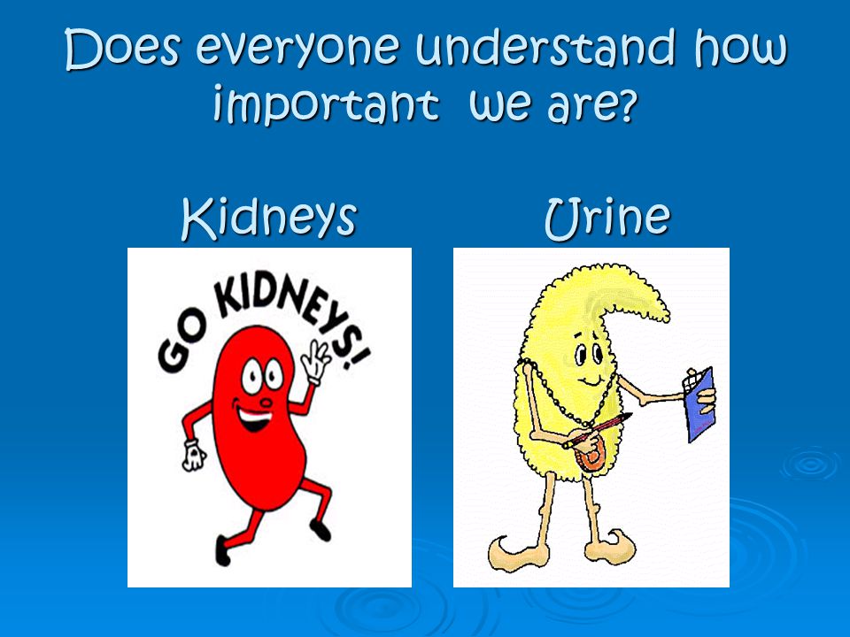 Does everyone understand how important we are Kidneys Urine