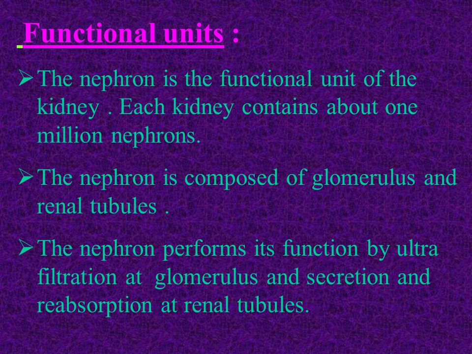 Functional units : The nephron is the functional unit of the kidney . Each kidney contains about one million nephrons.