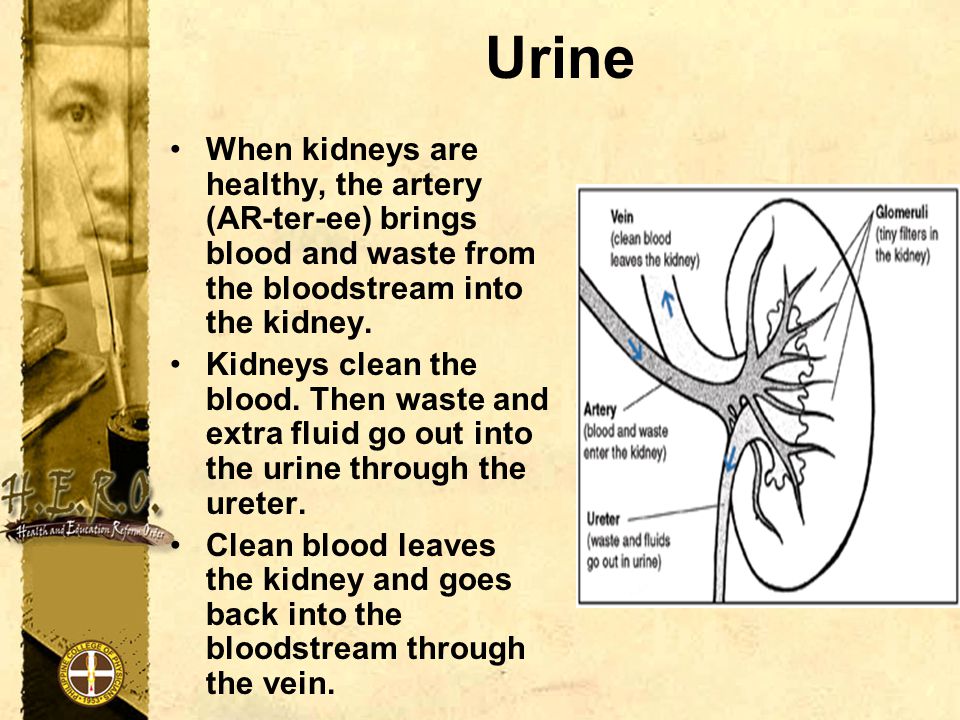 Urine When kidneys are healthy, the artery (AR-ter-ee) brings blood and waste from the bloodstream into the kidney.