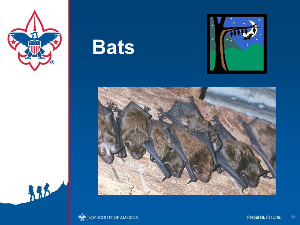 4/12/2017 Bats. Bats are the mammal that are most likely to cause rabies in people in the US.